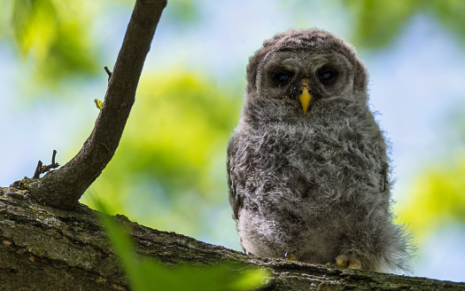 Barred Owl baby on a branch