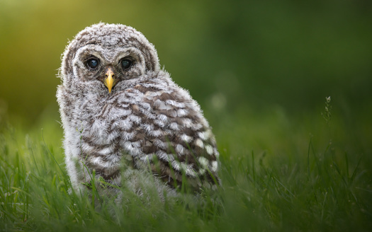 baby barred owl sitting on grass
