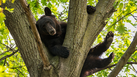 Small black bear climbing trees to get berries, Grand Teton National Park.