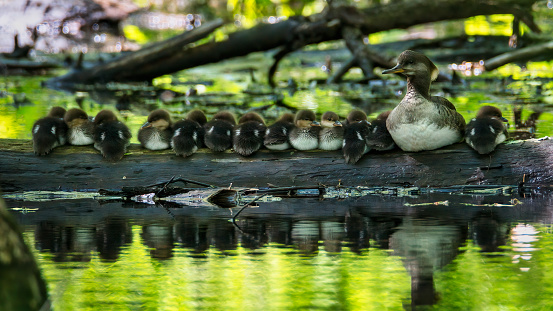 Merganser duck with 13 babies