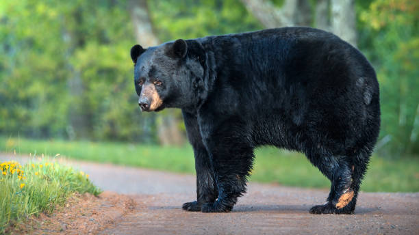 duży czarny niedźwied�ź na drodze - big bear zdjęcia i obrazy z banku zdjęć