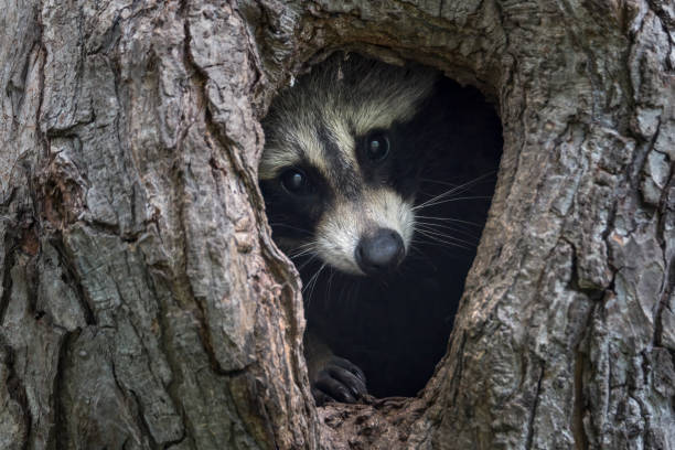 istock Raccoon looking out 1422594470