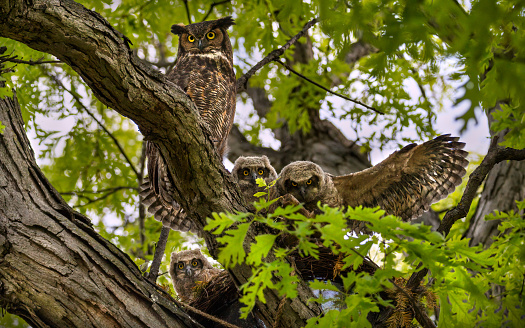 great horned owl family, 3 babies and mom