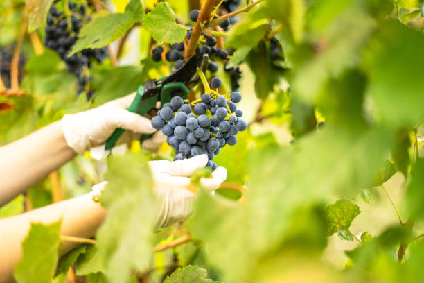 istock Harvesting vine, young girl picking grapes 1422597408