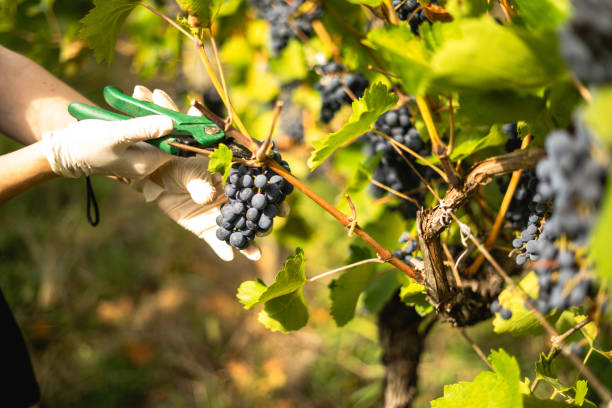 istock Harvesting vine, young girl picking grapes 1422597476