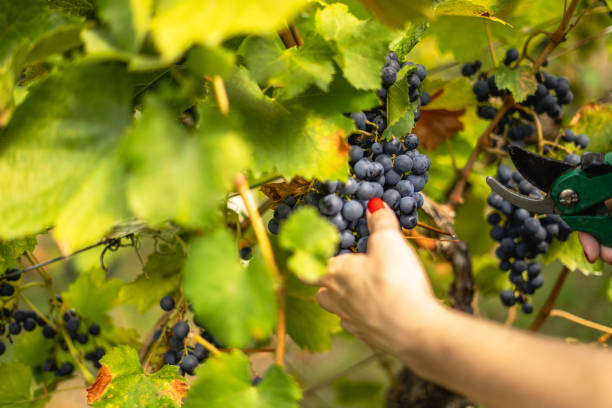 istock Harvesting vine, young girl picking grapes 1422598204
