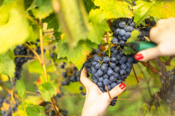 istock Harvesting vine, young girl picking grapes 1422598316