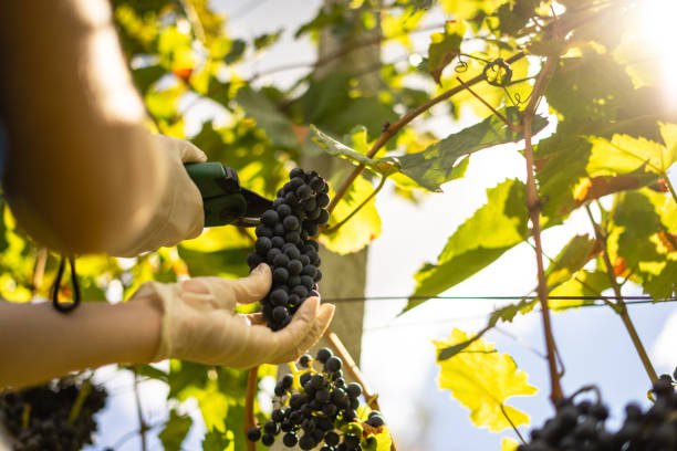 istock Harvesting vine, young girl picking grapes 1422598452
