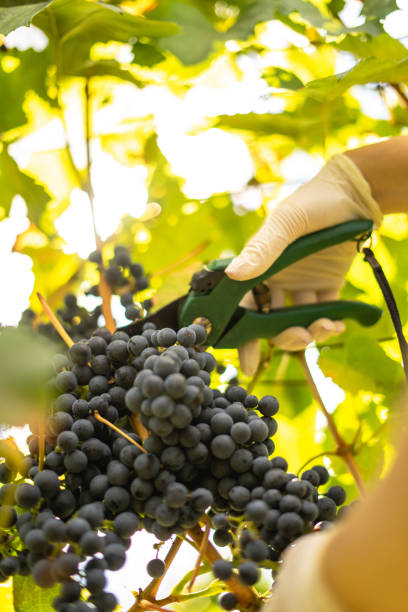 istock Harvesting vine, young girl picking grapes 1422599521