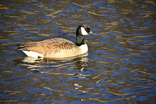 An adult Canada goose swims in a pond with rippling water.