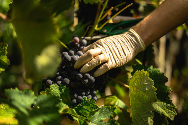 istock Harvesting vine, young girl picking grapes 1422599650