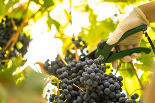 istock Harvesting vine, young girl picking grapes 1422600406