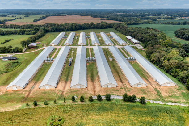 aerial view of poultry houses and farm in tennessee. - chicken house imagens e fotografias de stock