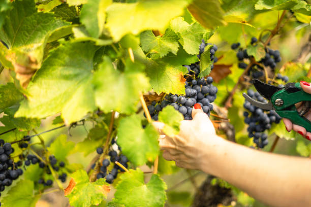 istock Harvesting vine, young girl picking grapes 1422600747