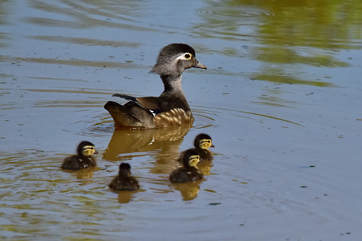 A female wood duck swims with her four ducklings in a pond.