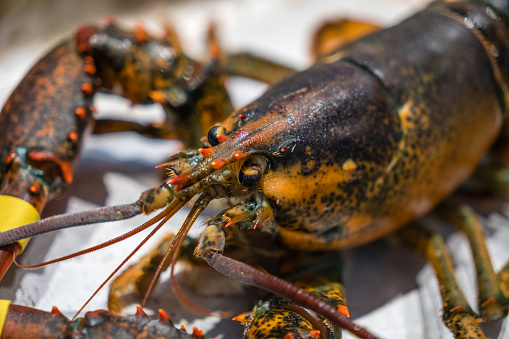 Close-up of live Maine lobster.