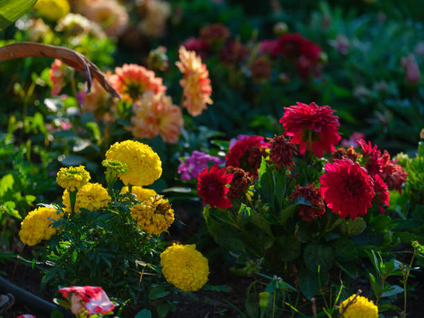beautiful flowers in the garden