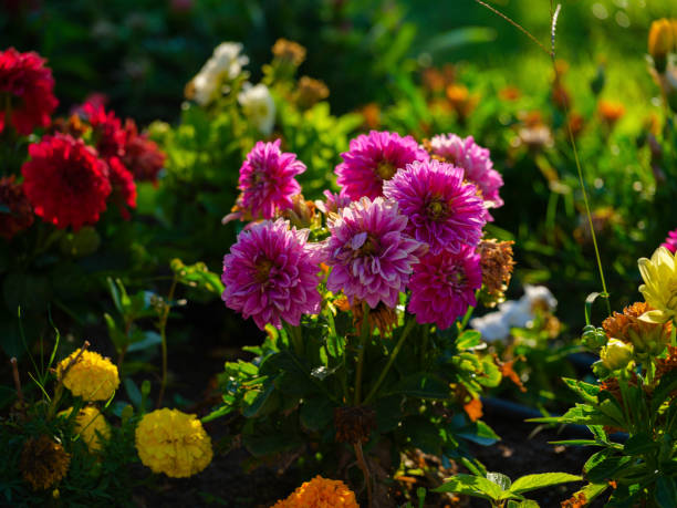 istock beautiful flowers in the garden 1422605077