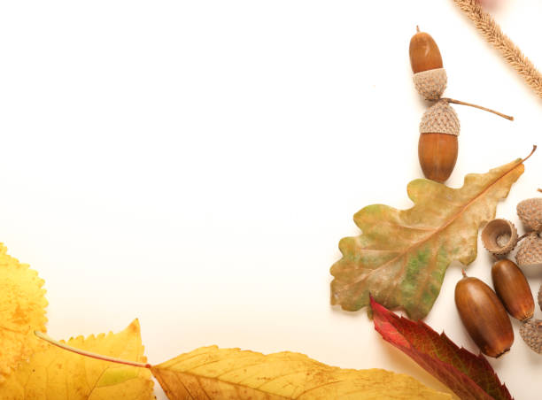 istock autumn still life with leaves and free space for text 1422605286