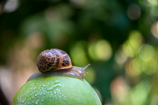 Garden brown snail pest sitting on green tomatoes after rain and eating them