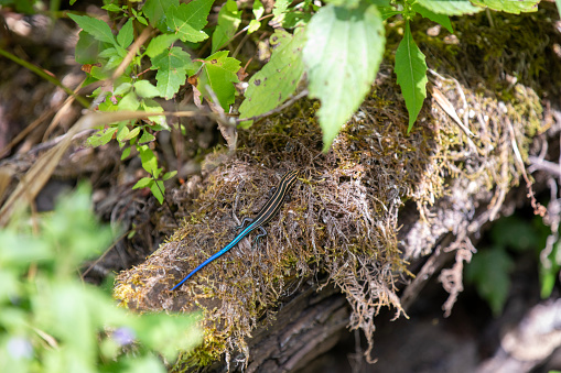 A blue-tailed skink sunning itself along the side of a hiking trail in Ontario.