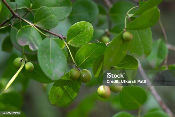 Conkerberry Bush Plum Commonly Known As Karonda Or Karvand Unripe Hanging To The Plant During Summer Season In Maharashtra Used Selective Focus Stock Photo - Download Image Now