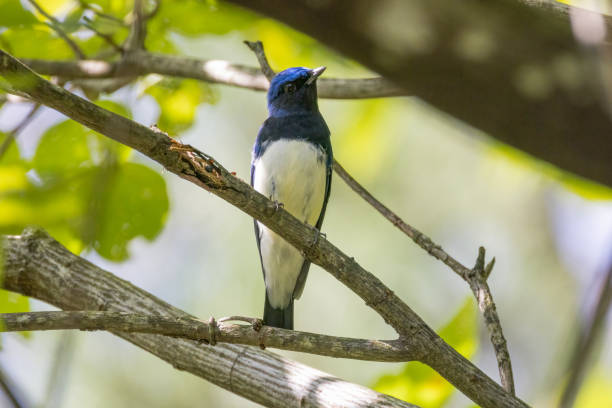 istock A blue bird on the branch of tree. 1422608459