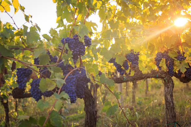 istock Vineyard Black grape bunch before harvest in Tuscany 1422609235