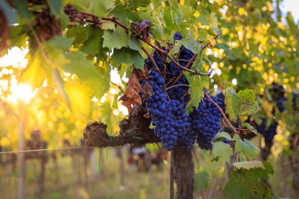 istock Vineyard Black grape bunch before harvest in Tuscany 1422609239