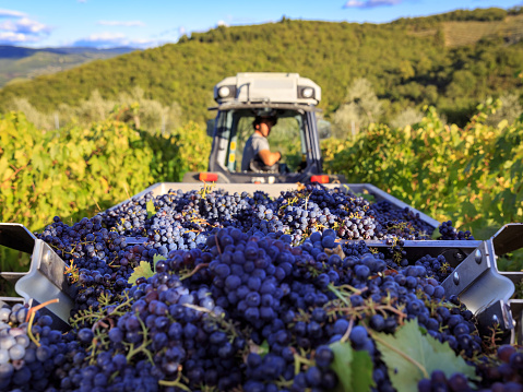 Bunch of harvested grapes in tractor in Chianti region, Tuscany