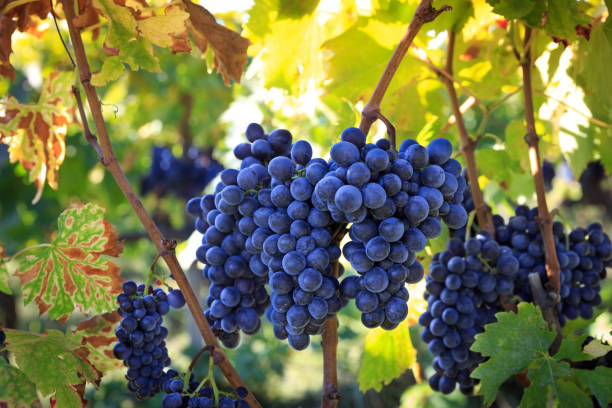 vineyard black grape bunch before harvest in tuscany - tuscany italy sunrise rural scene imagens e fotografias de stock