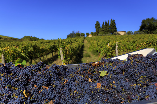 Bunch of harvested grapes in tractor in Chianti region, Tuscany