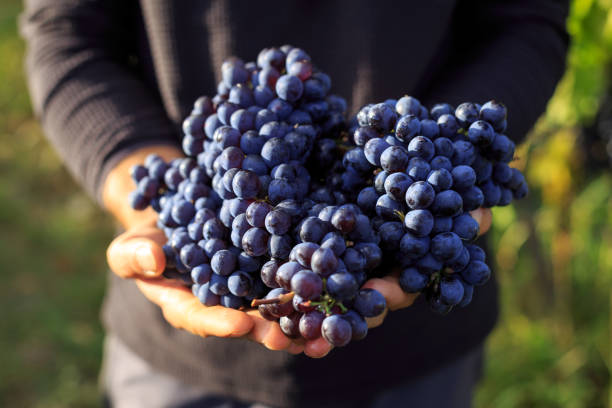 sosteniendo un racimo de uva en las manos - winemaking vintner winery people fotografías e imágenes de stock