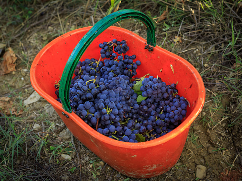 Crates of grape after harvest in Italian countryside vineyards