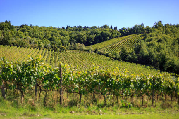 istock Vineyard Black grape bunch before harvest in Tuscany 1422609301