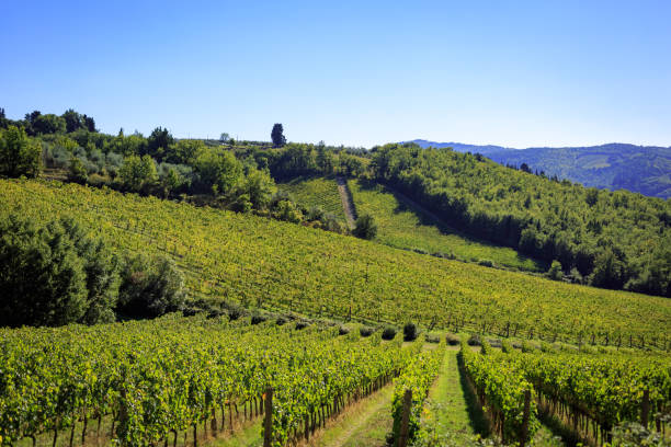 istock Vineyard Black grape bunch before harvest in Tuscany 1422609306
