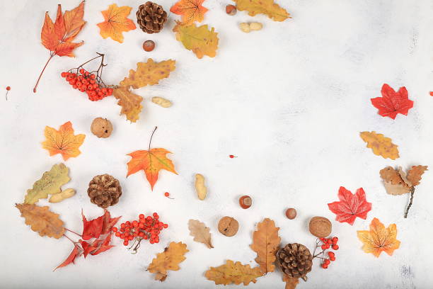 istock Autumn abstract composition with maple leaves, pine cones, nuts and rowan, thanksgiving day concept, seasonal background, banner or screensaver, 1422611601