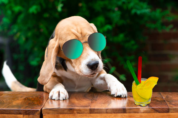 istock funny beagle dog celebrating birthday 1422614462