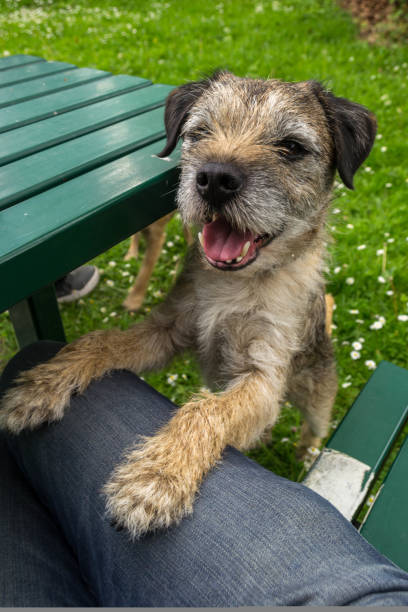 Happy border terrier at a picnic bench with his paws up