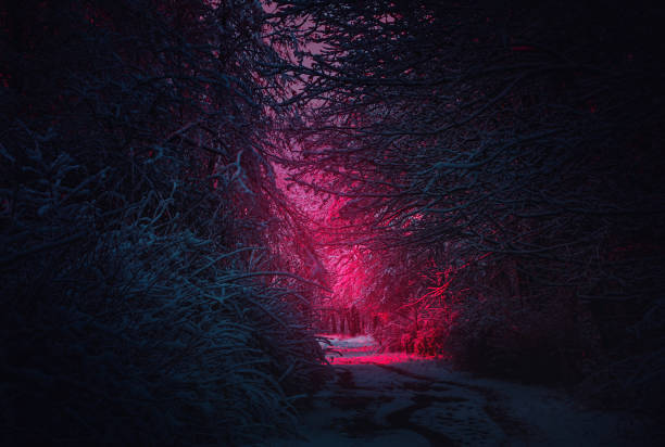 winter landscape. mysterious fairy forest. background mystic atmosphere. snowy fantastic forest. dark fantasy wallpaper. scary atmosphere in neon colors. fairy forest in the fog - fog tree purple winter imagens e fotografias de stock