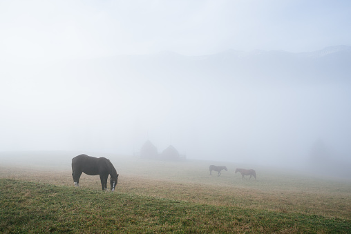 Autumn view with a horse in the fog on a pasture in a mountain village