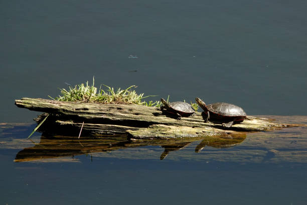 Two western painted turtles basking in the sun on a log in a pond