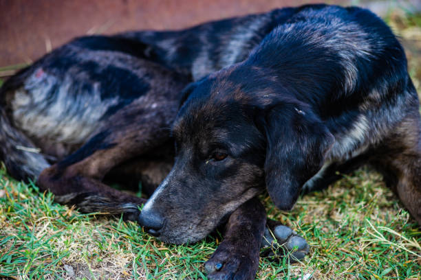 istock Sad eyes of homeless dog 1422621298