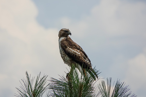 A hawk perched in top of a pine tree
