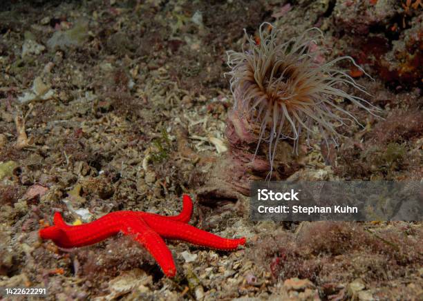 Seastar And Anemone Stock Photo - Download Image Now - Animal, Animal Wildlife, Aquatic Organism