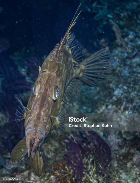 John Dory Stock Photo - Download Image Now - Adriatic Sea, Close-up, Color Image