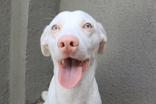 White dog with blue eyes