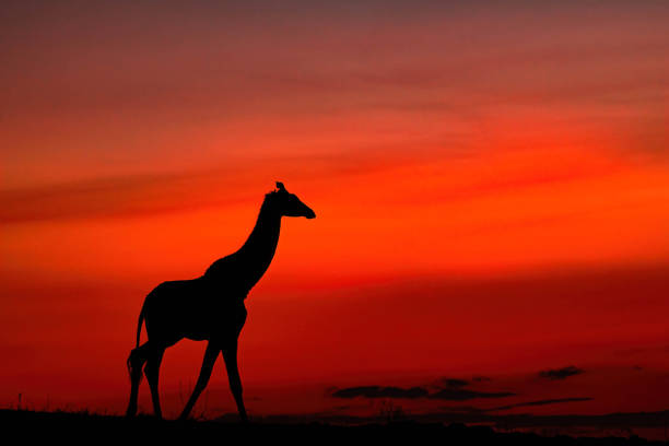 istock Silhouette of a Giraffe 1422625577