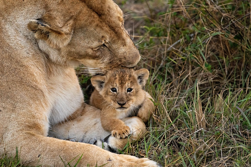 Shot of a Lioness grooming her cub by licking it clean in Masai Mara, Kenya
