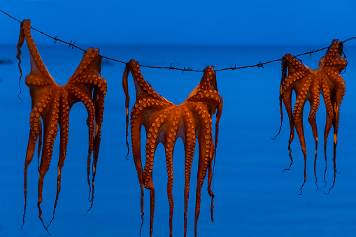 Drying octopus in Eresos, a village on the island of Lesbos, Greece, Europe